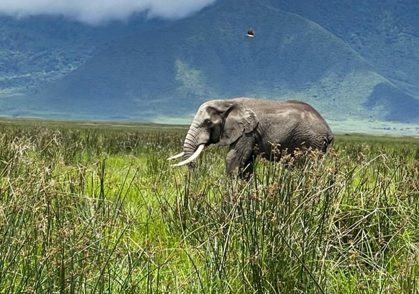 3-Day Selous & Nyerere National Park Safari