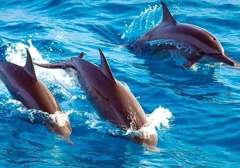 Dolphin Tour
